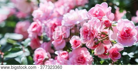 Beautiful Pink Roses Bonica In The Garden. Perfect For Background Of Greeting Cards For Birthday, Va