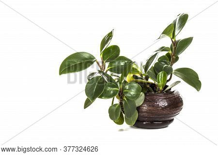 Home Potted Plant Isolated On White Background