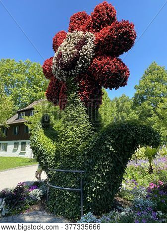 Meeting Point Blumi Or Treffpunkt Blumi (flower Island Mainau On The Lake Constance Or Die Blumenins