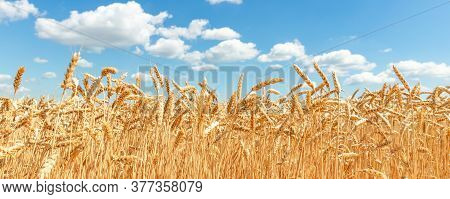 Scenic Landscape Of Growing Golden Organic Wheat Stalk Field Against Blue Sky On Bright Sunny Summer
