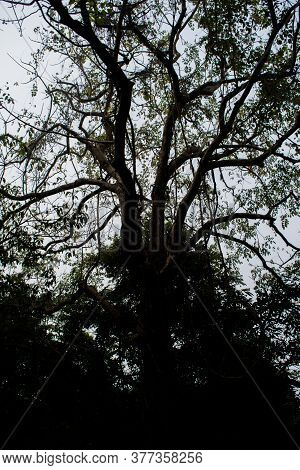 Inside view of Kaziranga National Park of northeast Indian state of Assam. Watchtower of Kaziranga N
