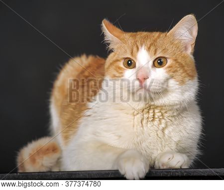 Red With A White Cat On A Dark Background In The Studio