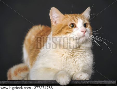 Red With A White Cat On A Dark Background In The Studio