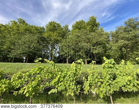 Landscape Of The Wein Trail Or Wein-erlebnispfad (flower Island Mainau On The Lake Constance Or Die 