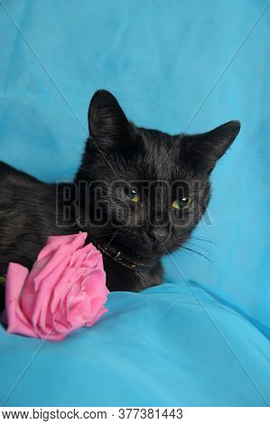 Black Cat And Pink Rose On A Blue Background