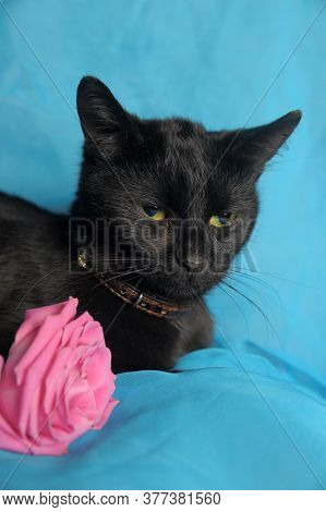 Black Cat And Pink Rose On A Blue Background