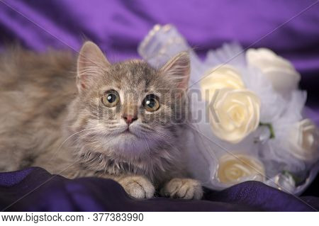 Charming Fluffy Gray Kitten And A Bouquet Of White Flowers