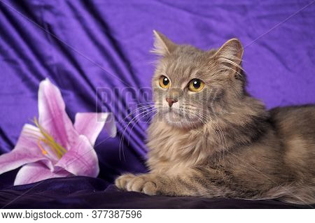 Beautiful Fluffy Gray Cat And Flower Close Up