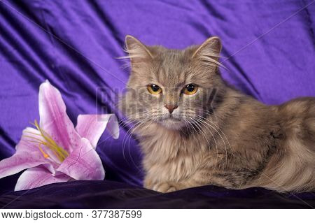 Beautiful Fluffy Gray Cat And Flower
