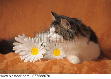 Gray With White Norwegian Forest Cat And Daisies On Brown Background