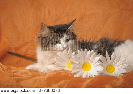 Gray With White Norwegian Forest Cat And Daisies On Brown Background