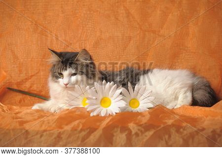 Gray With White Norwegian Forest Cat And Daisies On Brown Background
