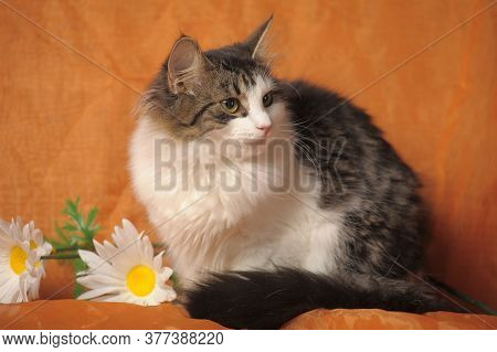 Gray With White Norwegian Forest Cat And Daisies On Brown Background