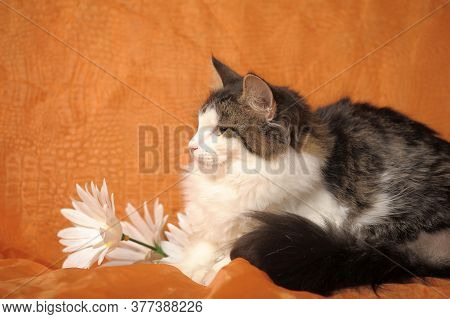 Beautiful Fluffy Norwegian Forest Cat And Daisies On An Orange Background