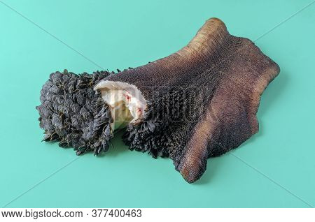 Piece Of Raw Cow Stomach On Turquoise. Single Piece Black Unrefined Tripe With Grass Residues. Beef 