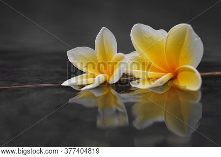 Beautiful white frangipani flowers on the water
