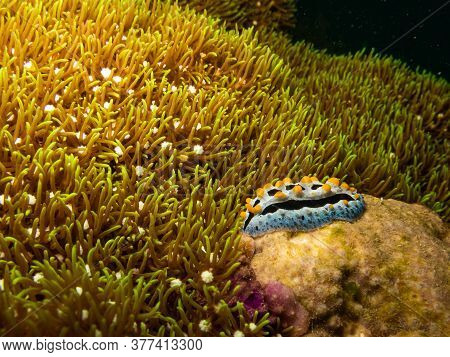 Nudibranch Chromodoris Magnifica At A Puerto Galera Tropical Coral Reef In The Philippines. These Re