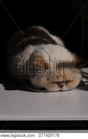 Home Office. Adorable Beige Domestic Cat Lit By The Sunlight Is Sleeping Cozily On A Laptop. The Bre