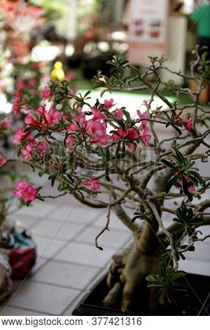 Salvador, Bahia / Brazil - March 16, 2017: View Of Desert Roses On Display At Paseo Mall In Salvador