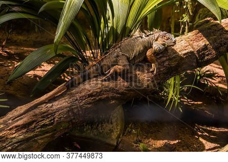 Species Of The Reptile, Park In Foz Do Iguacu Brazil, Dragon, Scientific Name Enyalioides Laticeps