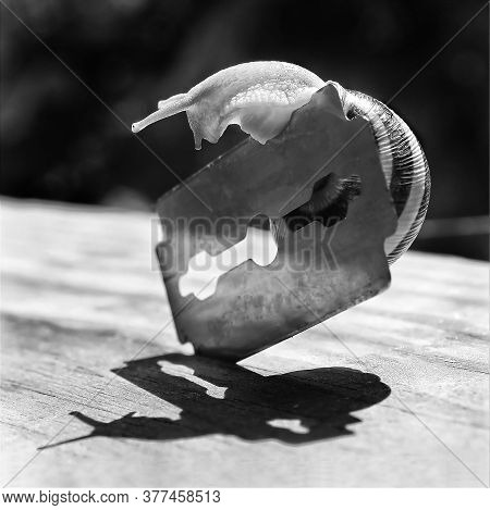 Snail Is Climbing Over A Razor Blade. Black And White Image.