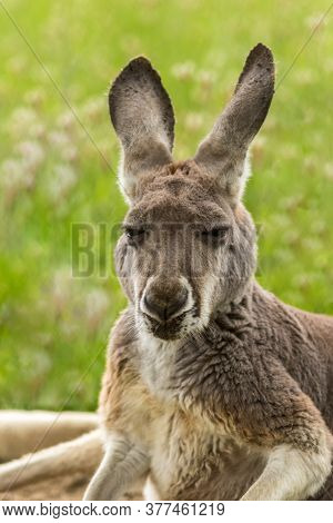 Sleepy Kangaroo, Macropodidae, Resting In Grass Portrait