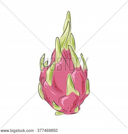 Dragon Fruit Vector. Hand Drawn Tropical Food Illustration. Pink Summer Dragonfruit. Whole Pitya. Bo
