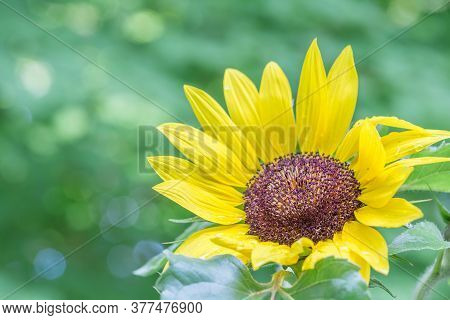 Colorful Sunflower In Full Bloom With Copy Space.