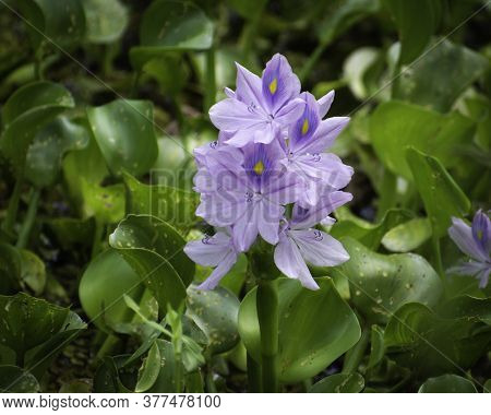 Eichornia Crassipes Growing In Louisiana.  A Common Invasive Species.