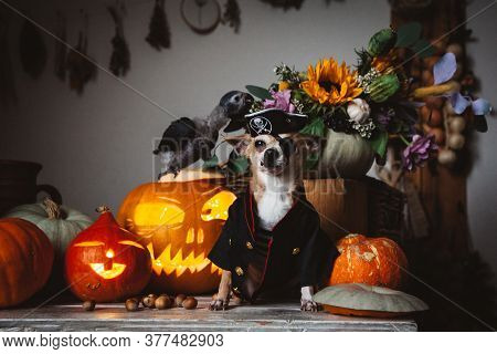 Pretty Eyeless Pirat Chihuahua On Haloween Costume Party
