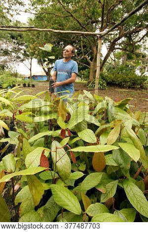 Porto Seguro, Bahia / Brazil - October 15, 2010: Cupuacu Seedlings Plantation In A Farm In The City 