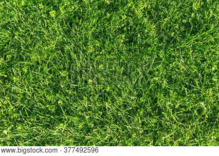 Fresh Lawn Grass. Grass Golf Courses Green Lawn Pattern Texture. Green Grass Texture Background. Top