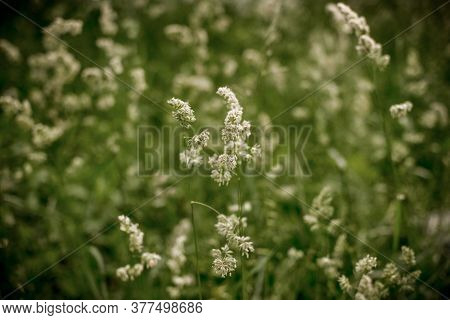 Phalaris Arundinacea Or Reed Canary Grass, Selective Focus