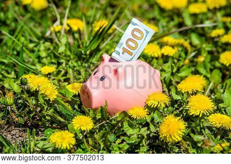 Piggy Bank On The Background Of Blooming Dandelions