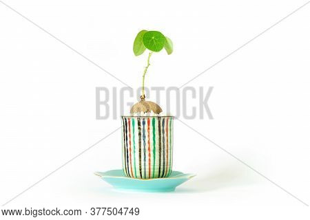 Stephania Erecta In A Minimalist Ceramic Pot On White Background.