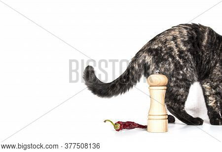 Scottish Cat Walking Away On A White Background.