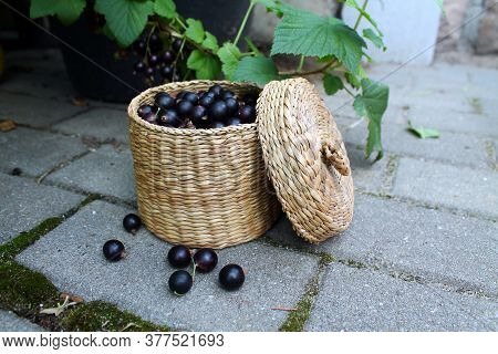 Black currant berries in a wicker small box on the background of a Bush with berries. Concept of gro