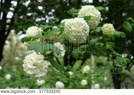 Globose White Inflorescences Of Viburnum Opulus Sterile In May
