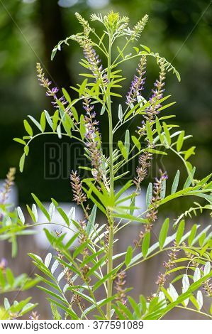 Botanical Collection Of Medicinal And Edible Plants And Herbs, Liquorice (or Licorice, Glycyrrhiza G