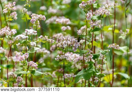 Botanical Collection Of Edible Plants And Herbs, Buckwheat , Fagopyrum Esculentum, Or Common Buckwhe