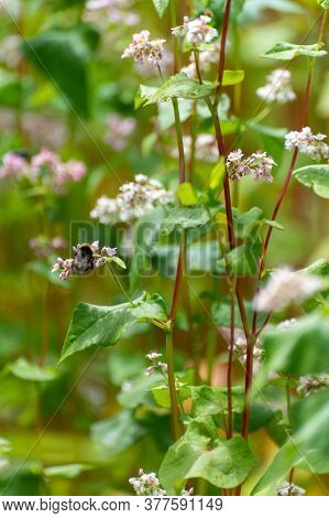 Botanical Collection Of Edible Plants And Herbs, Buckwheat , Fagopyrum Esculentum, Or Common Buckwhe