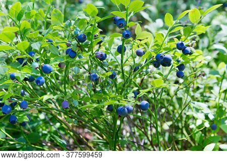 Wild Fresh Organic Blueberry Bush In Forest.  Blueberry Plant Growing Naturally. Huckleberry,  (nort