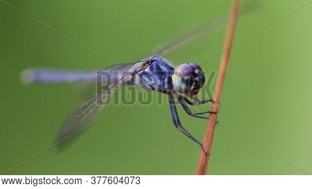macro photography of a gracious blue dragonfly on its perch, wide wings and large faceted eyes. fragile and elegant Odonata in a pond in the tropical island of Koh Lanta, Thailand