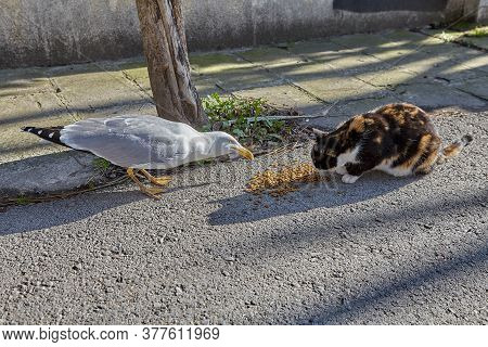 Sea Gull Steals Food From A Stray Cat, Buyukada Island, Istanbul, Turkey, Sunny Winter Day. Urban An