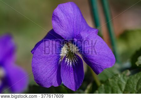 Beautiful Spring Flower. Top View Of Violaceae : Viola Sororia - Woolly Blue Violet (common Blue Vio