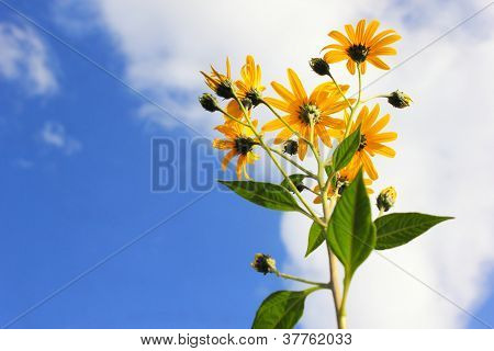 Fondo de flor amarilla
