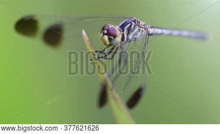 blue dragonfly on its perch, macro photography of this elegant odonata resting on a blade of grass, detail of its wide faceted eyes. nature scene in the tropical island of Koh Lanta, Thailand