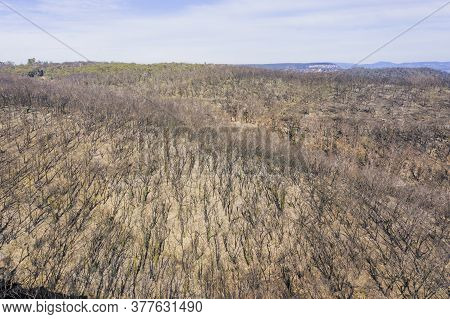 Forest Regeneration In The Blue Mountains After The Severe Bushfires