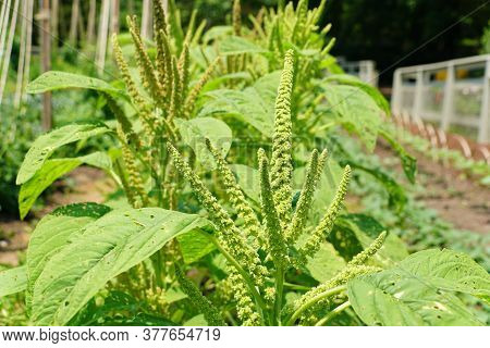 The Upright Flower Of Amaranth 'sunset Goldilocks'
