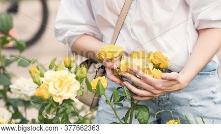 Yellow Bush Rose In The Hands Of A Girl On The Background Of A Flowering Garden. Blooming Roses Bush